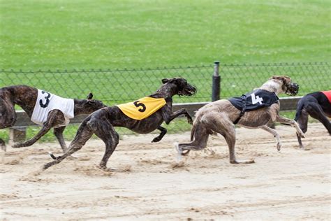 igb greyhound for sale|IGB Greyhound Trials & Auction – Curraheen Park – 11/03.